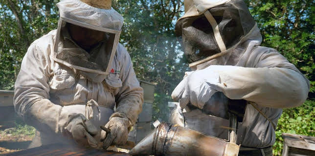 03:20: Die Bienenflüsterer | Arte | 11/6 2025