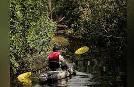 Chasing Monsters: Invasive Predators