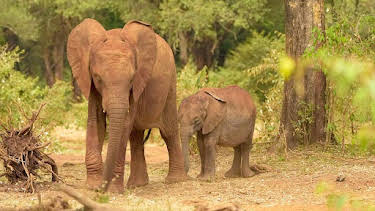 10:55 AM: Hamza Loves Animals: Africa (S1) | Cbeebies | 7/20 2026