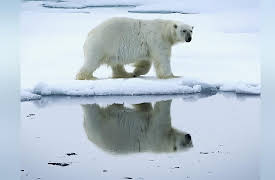 Mysteries of the Abandoned: Animal Uprising: Animal Uprising