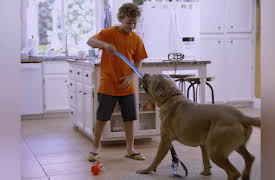 Cat vs. Dog Season 1: I'm Afraid Of My Dog!