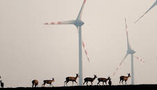 Wildnis 2.0 - Die Tierwelt auf Umwegen