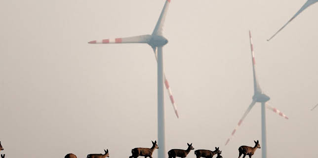 10:25: Wildnis 2.0 - Die Tierwelt auf Umwegen | Arte | 11/6 2025