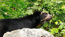 Big Five Südamerika