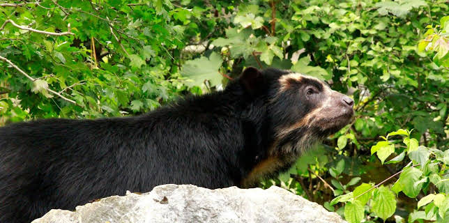 20:15: Big Five Südamerika | RBB Fernsehen | 3/1 2026