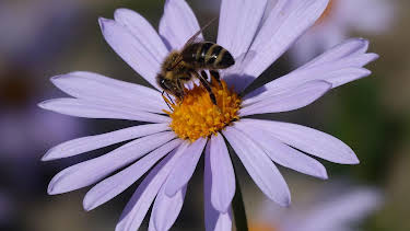 12:20: Schnittgut. Alles aus dem Garten | BR Fernsehen | 9/16 2026