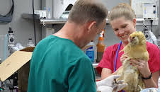 Dr. Jeff: Rocky Mountain Vet (S3 E6)