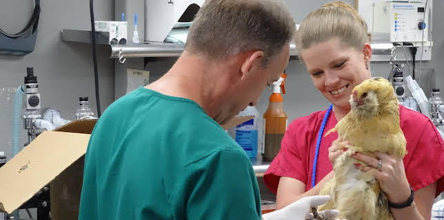 08:30: Dyrlegen i Rocky Mountain (S3 E6) (S3) | Animal Planet | 1/8 2026