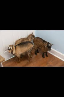 18:50: Critter fixers: Veterinarios rurales: Las tres cabramigas | Nat Geo Wild | 4/6 2026