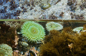 Splash and Bubbles: Get Your Feet Wet, Season 1: The Tide Song