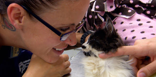 15:00: Dr. Jeff: Rocky Mountain Vet (S2 E5) (S2) | Animal Planet | 11/7 2025