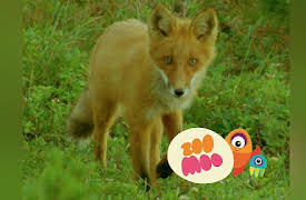 Dance Fever: Foxes