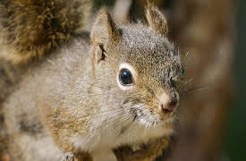 Saving Yellowstone with Dennis Quaid: The Bellweathers