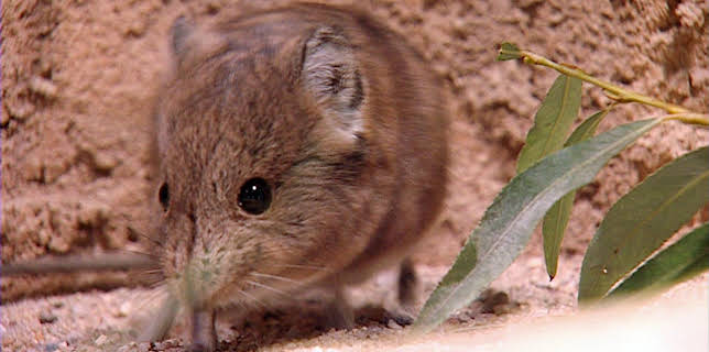 14:25: Elefant, Tiger & Co. (219) | MDR Fernsehen | 12/18 2025