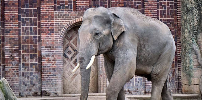 10:35: Elefant, Tiger & Co. (251) | MDR Fernsehen | 11/5 2025