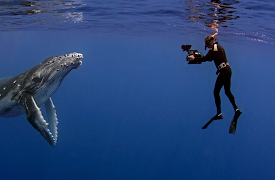 Natural World: Volume I: Humpback Whales: A Detective Story