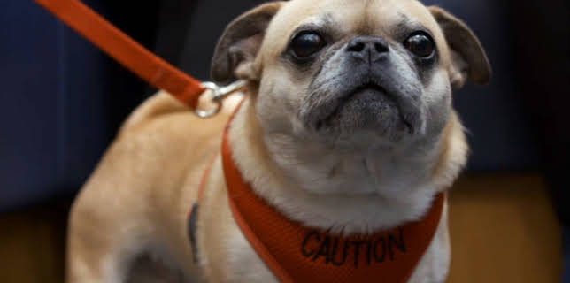 18:15: Der Super-Doc - Einsatz für 4 Pfoten | Sixx | 12/7 2025