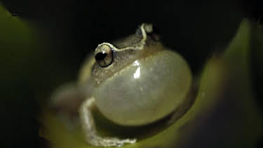 10:00 PM: Conaltradh Creutairean/Wild Talk (S1 E1) (S1) | BBC Alba | 1/8 2026