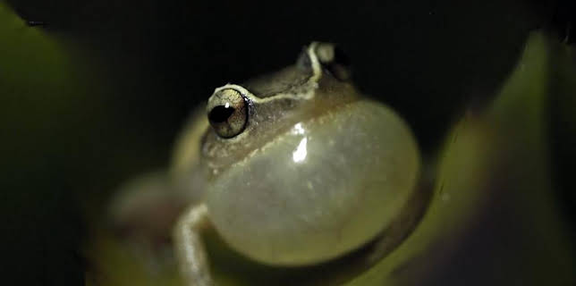 11:05 PM: Conaltradh Creutairean/Wild Talk (S1 E1) (S1) | BBC Alba | 1/14 2026