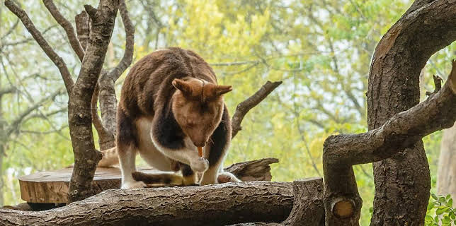 12:40 PM: Go Wild (S1) | Cbeebies | 11/29 2025