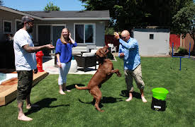 Animal Cribs: Football Pup Palace