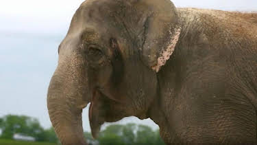 2:45 PM: Animal Park | BBC Two | 8/27 2026