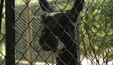 Leopard, Seebär & Co.