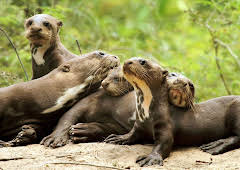 Elefant, Tiger & Co. (264)