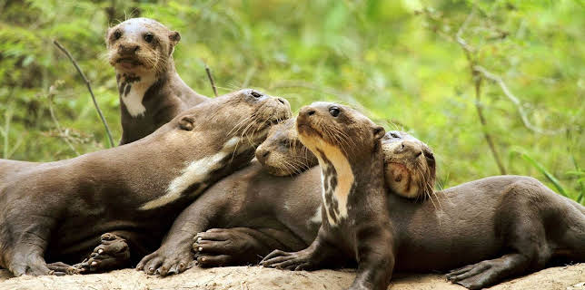 14:25: Elefant, Tiger & Co. (264) | MDR Fernsehen | 3/3 2026