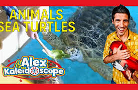 Alex & The Kaleidoscope: ANIMALS - SEA TURTLES
