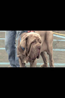 13:15: El increíble doctor Pol: Falsas garras | Nat Geo Wild | 2/28 2026