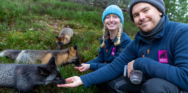 8:00 PM: New: Nordic Train at Christmas | Channel 4 | 12/27 2025