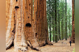 The Wonders of America's State Parks: California’s Coastal Redwood Parks