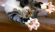 Acrobatic Cats And Butterfly Wings (S1 E28)