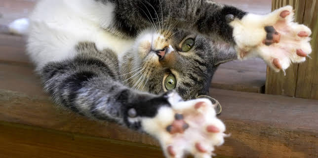 19:30: Acrobatic Cats And Butterfly Wings (S1 E28) (S1) | Animal Planet | 12/6 2025