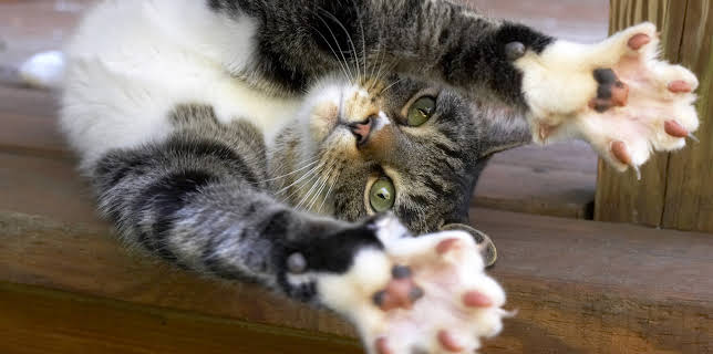 Acrobatic Cats And Butterfly Wings