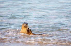 Australia's Oceans: The Indian Ocean