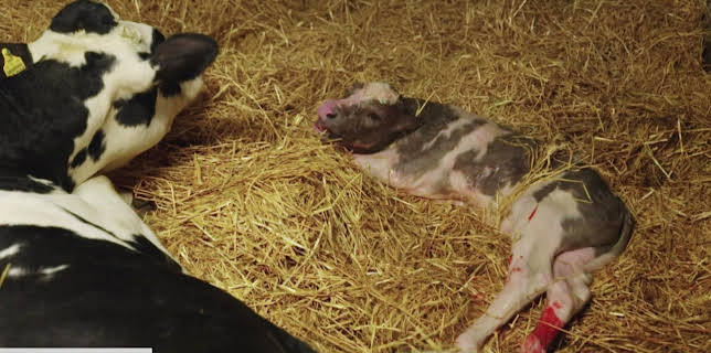 04:10: Die Nordreportage: Mit dem Großtierarzt von Hof zu Hof | Radio Bremen | 11/10 2025