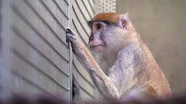 13:00: Elefant, Tiger & Co. | WDR Fernsehen | 4/16 2026