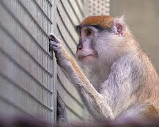 Elefant, Tiger & Co.