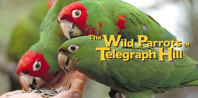 The Wild Parrots of Telegraph Hill (2005)