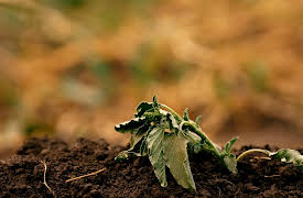 Fatal Forecast: Droughts