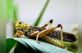 Animals that Changed History: Plagues