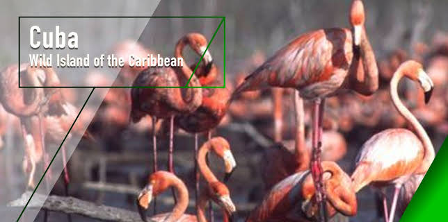 Cuba - Wild Island of the Caribbean (1982)