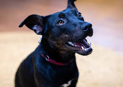 The Dog House Australia