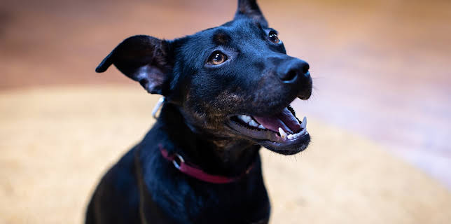 6:50 PM: The Dog House Australia | More 4 | 3/18 2026