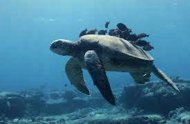 Splash and Bubbles: Get Your Feet Wet, Season 1: Cleaning Station