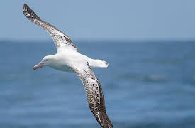 Australia's Oceans: The Southern Ocean