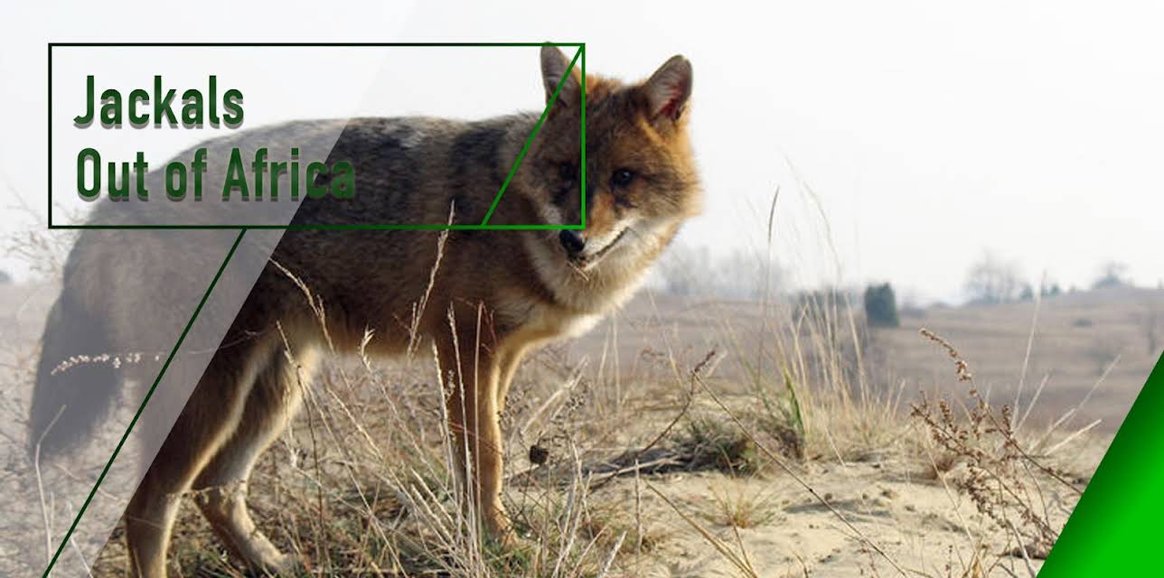 Jackals - Out of Africa (2007)