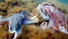 Wilde Liebe - Diversität in der Natur